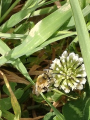 Eucera