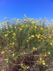 Senecio flaccidus douglasii