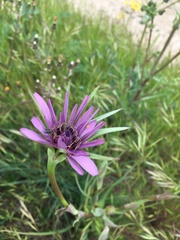 Tragopogon eriospermus