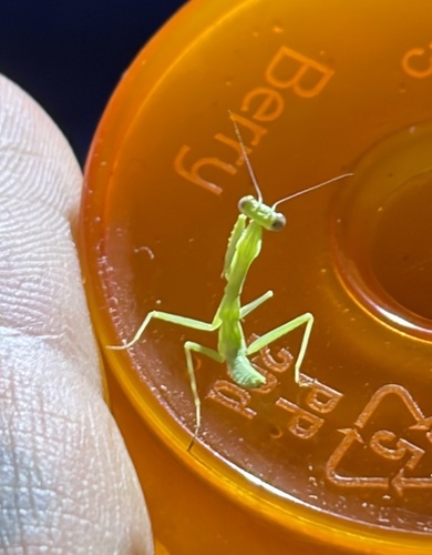 Arizona Mantis