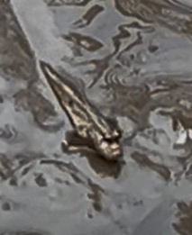 Atlantic Mudskipper