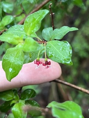 Fuchsia thymifolia, photograph (c) Jordi Martínez Martínez, some rights reserved (CC BY)