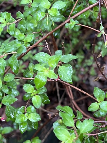 Fuchsia thymifolia, photograph 5