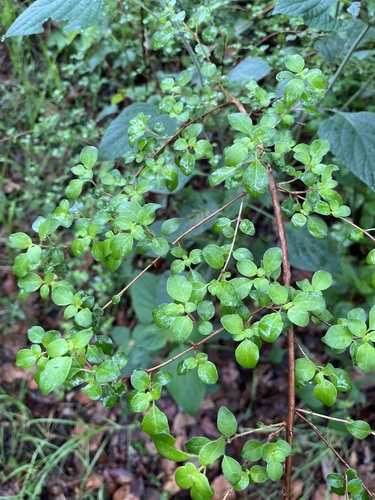 Fuchsia thymifolia