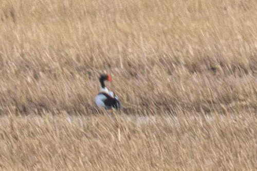 iNaturalist image