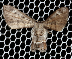 Phazaca interrupta