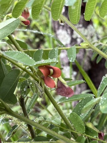Brongniartia intermedia