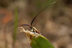 Adela australis