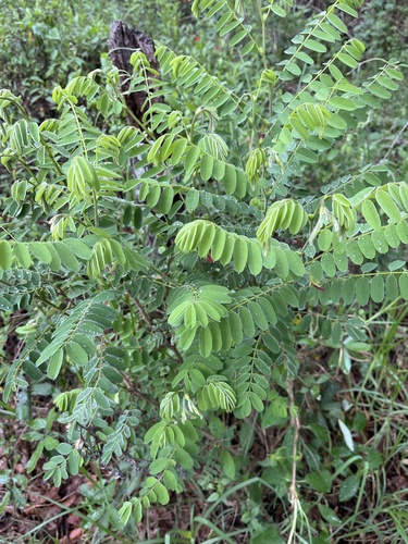 Brongniartia intermedia, photograph 2