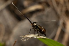 Adela australis