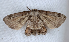 Phazaca interrupta