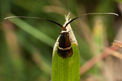 Adela australis