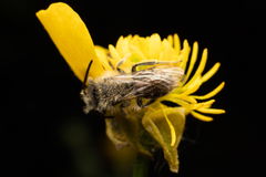 Andrena