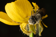 Andrena