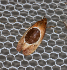 Hoplomorpha abalienella