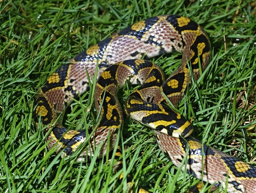 Mandarin Ratsnake