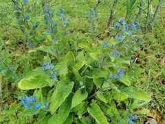 Pentaglottis sempervirens