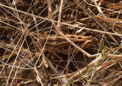 Orthoptera
