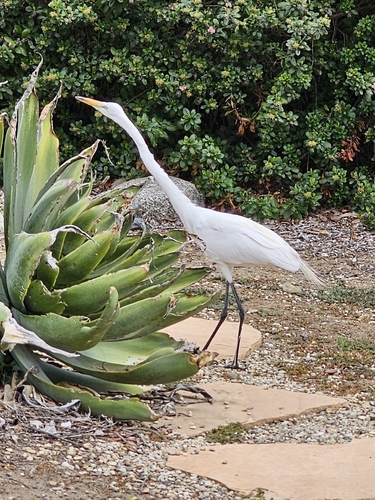 iNaturalist: (c) jmnmaui, some rights reserved (CC BY-NC) iNaturalist image