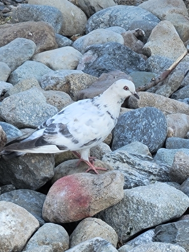 Rock Pigeon