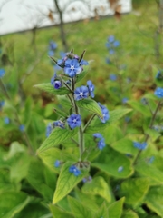 Pentaglottis sempervirens