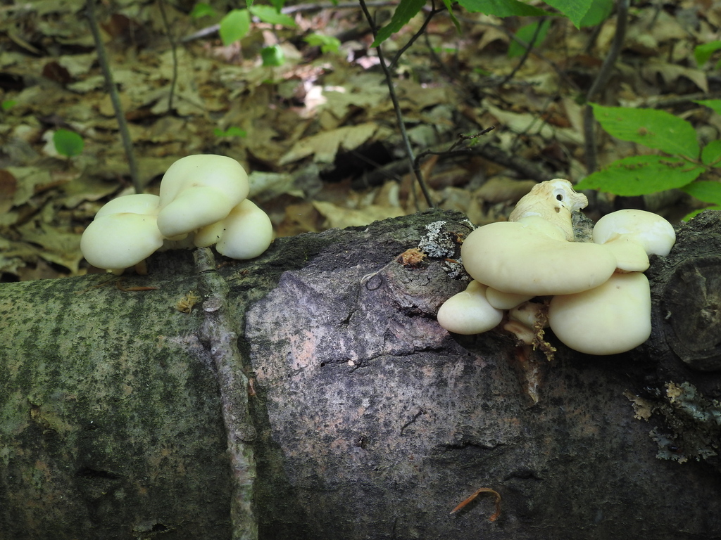 aspen oyster mushroom · June 2026 · photo: Photo: no rights reserved · iNaturalist