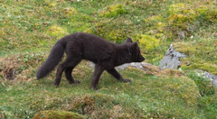 Vulpes lagopus lagopus