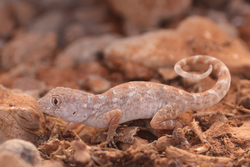 Somali Semaphore Gecko