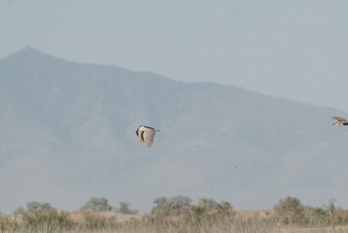 iNaturalist image