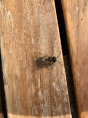 Andrena haemorrhoa