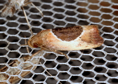 Hoplomorpha abalienella