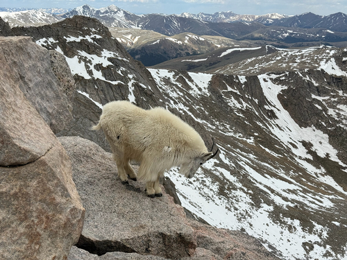 Mountain Goat