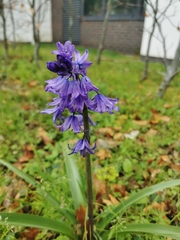 Hyacinthoides