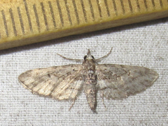Eupithecia longidens