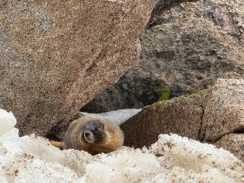 Yellow-bellied Marmot