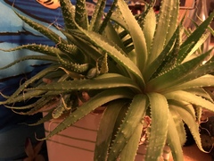 Aristaloe aristata