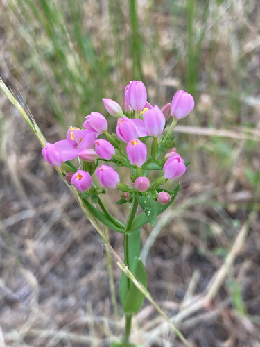 Common centaury