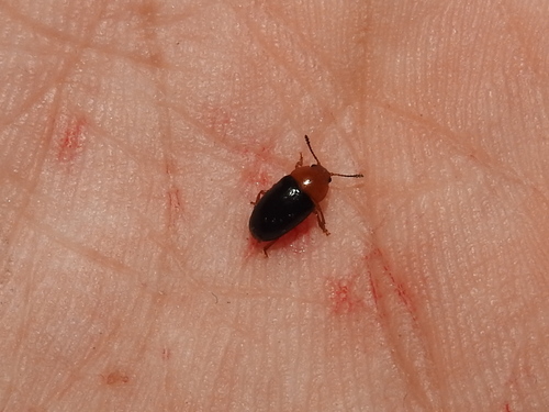 Breastplated Pleasing Fungus Beetle photo 5