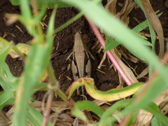 Orthoptera