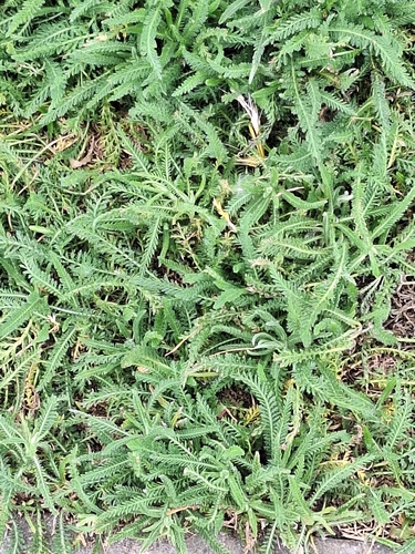 common yarrow