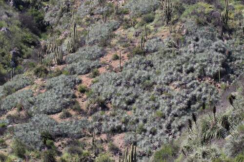Puya coerulea