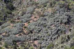 Puya coerulea