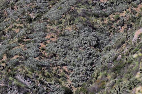 Puya coerulea, photograph 1