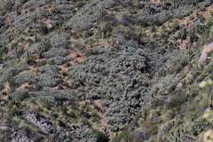Puya coerulea, photograph (c) Cesar Ormazabal, some rights reserved (CC BY)