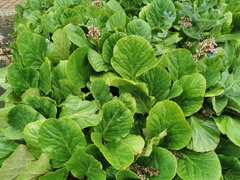 Bergenia