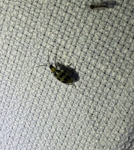Spotted Cucumber Beetle