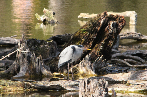 iNaturalist image