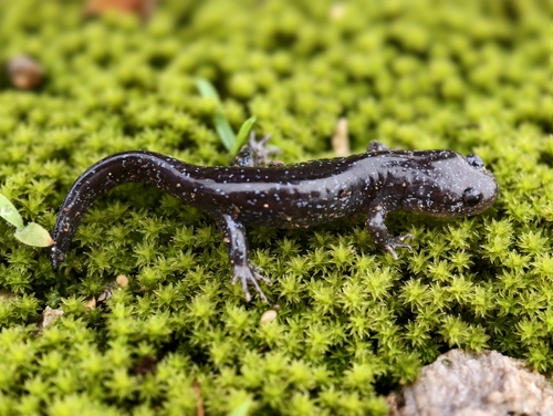 Yiwu Salamander