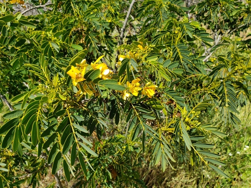 Senna candolleana, photograph 3
