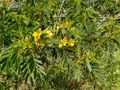 Senna candolleana, photograph (c) Cesar Ormazabal, some rights reserved (CC BY)